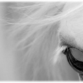 een paard